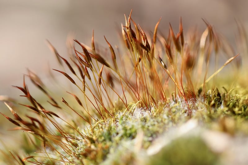 Moss Accents