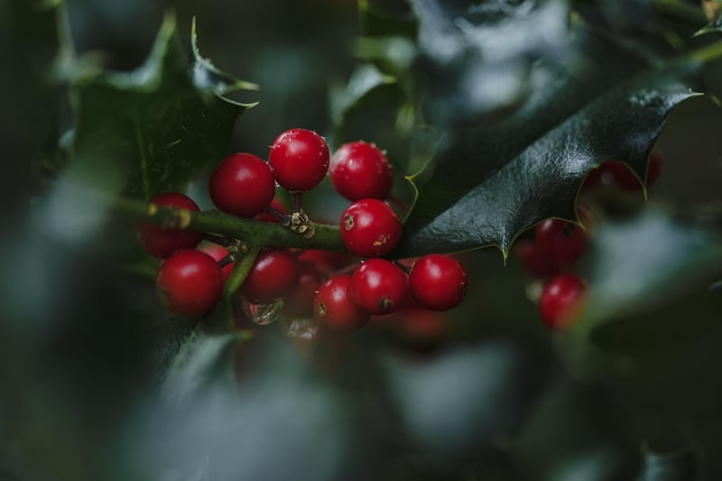 Wild Berry Desserts