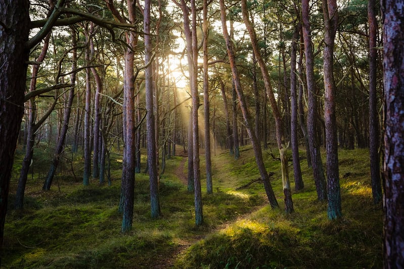 Forest Dining