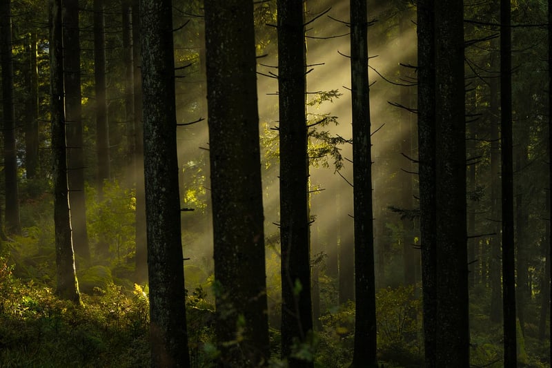 Magical Forest